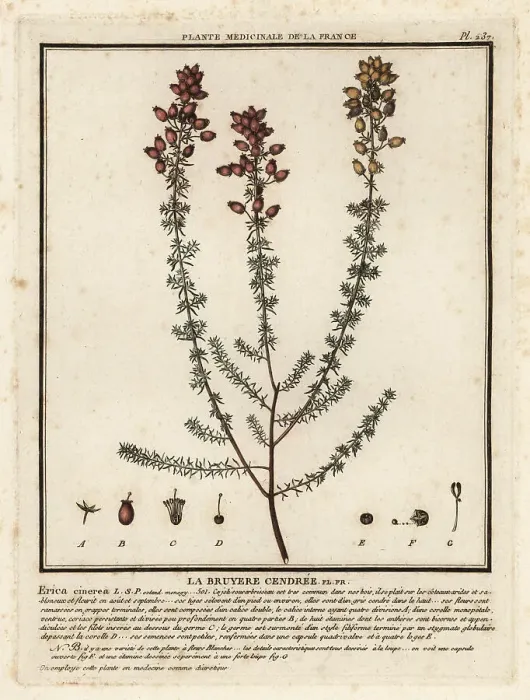 Framed Print : Bell heather, Erica cinerea Framed Print : Bell heather, Erica cinerea