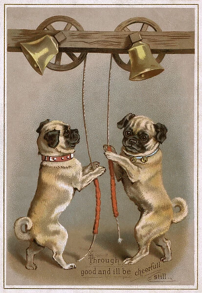 Bell ringing pug dogs