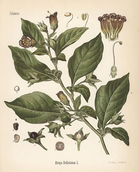 Belladonna or deadly nightshade, Atropa belladonna