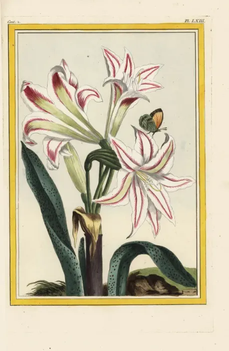 Framed Print : Belladonna lily, Amaryllis belladonna Framed Print : Belladonna lily, Amaryllis belladonna