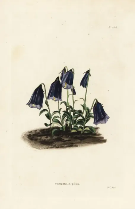 Framed Print : Bellflower, Campanula pulla Framed Print : Bellflower, Campanula pulla