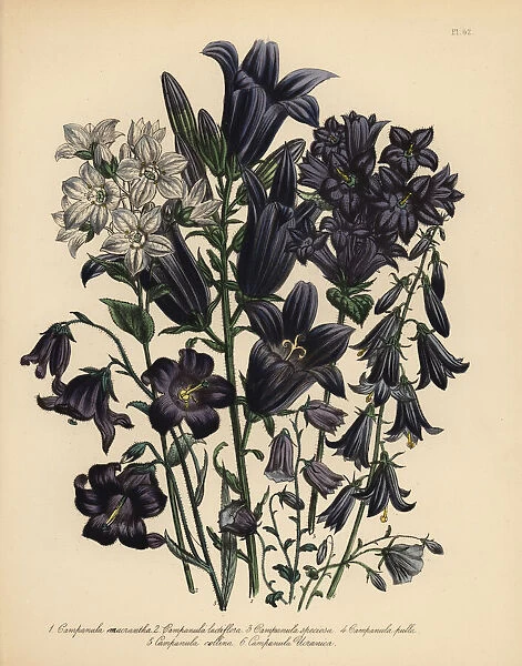 Bellflower or Campanula species