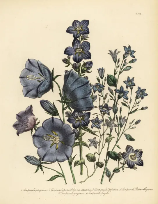 Framed Print : Bellflower or Campanula species Framed Print : Bellflower or Campanula species