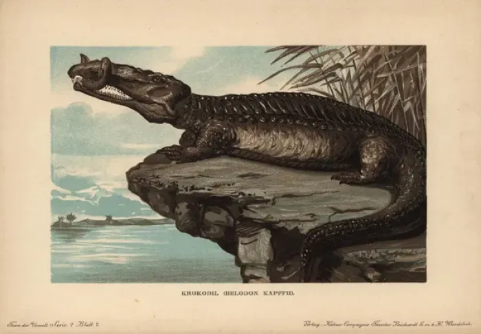 Framed Print : Belodon, Krokodil, Belodon kapfii, extinct Framed Print : Belodon, Krokodil, Belodon kapfii, extinct