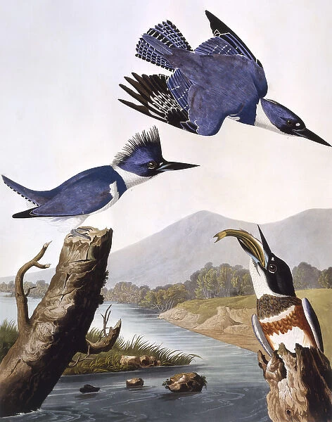 Belted Kingfisher, by John James Audubon