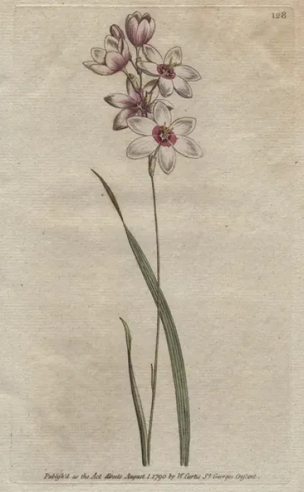 Framed Print : Bending-stalked ixia with pale purple tinged Framed Print : Bending-stalked ixia with pale purple tinged