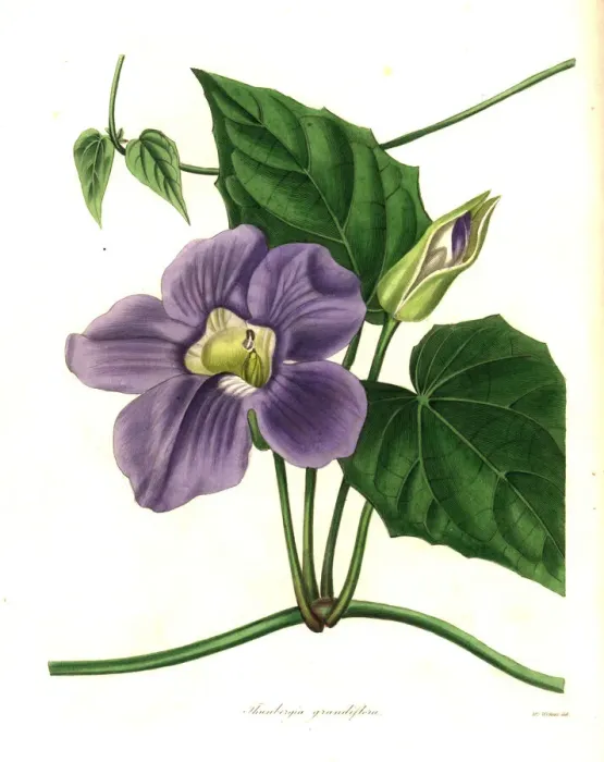 Framed Print : Bengal clockvine or large-flowered thunbergia Framed Print : Bengal clockvine or large-flowered thunbergia