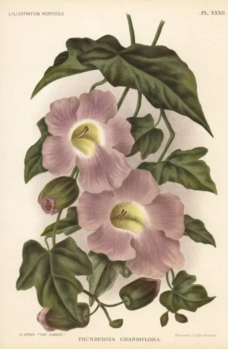 Framed Print : Bengal clockvine, Thunbergia grandiflora Framed Print : Bengal clockvine, Thunbergia grandiflora