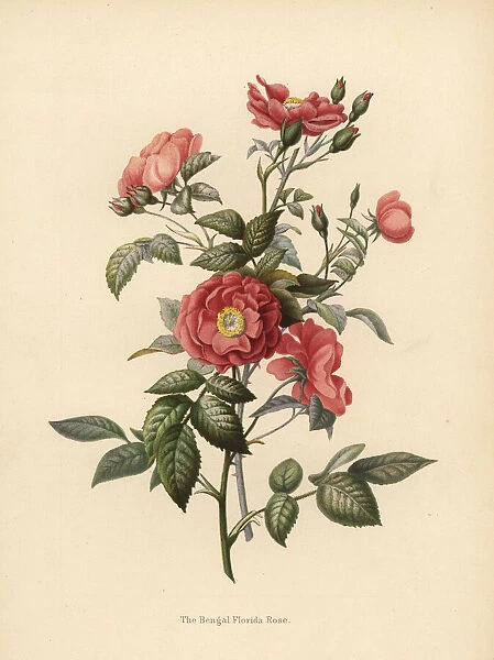 Bengal Florida rose, Rosa chinensis (Rosa bengalensis)