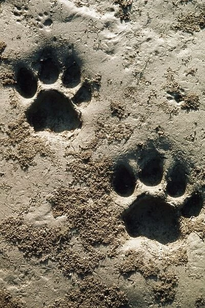 Bengal  /  Indian Tiger - Pug marks