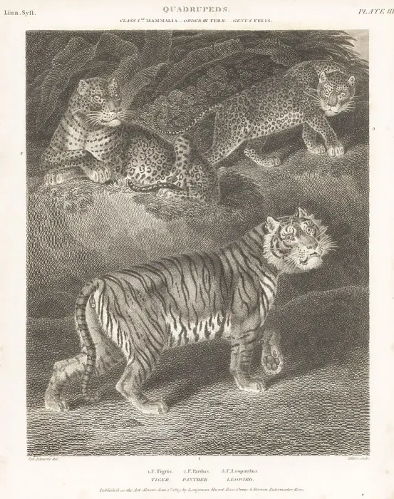 Framed Print : Bengal tiger and African leopards Framed Print : Bengal tiger and African leopards