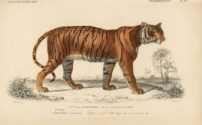 Framed Print : Bengal tiger, Panthera tigris tigris. Endangered Framed Print : Bengal tiger, Panthera tigris tigris. Endangered
