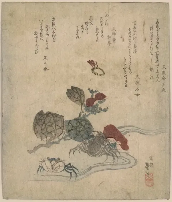 Framed Print : Benkei crab and camellia Framed Print : Benkei crab and camellia