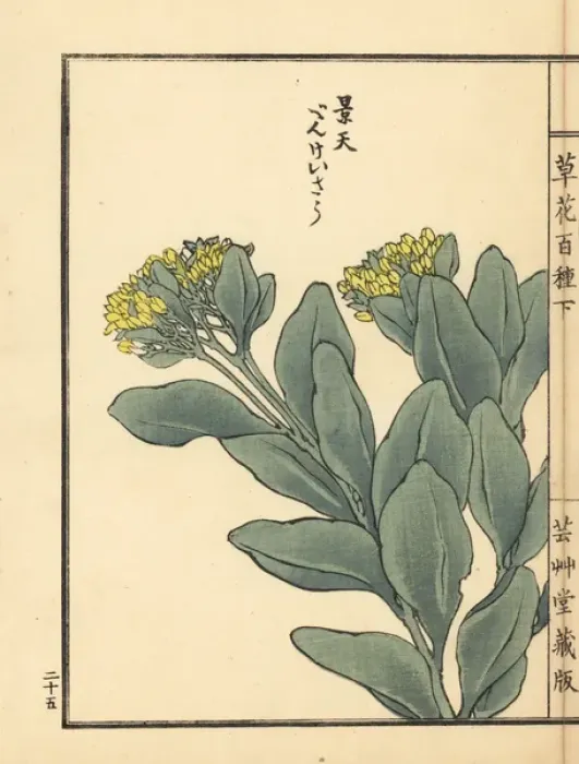Framed Print : Benkeisou or garden stonecrop, Hylotelephium erythrostictum Framed Print : Benkeisou or garden stonecrop, Hylotelephium erythrostictum