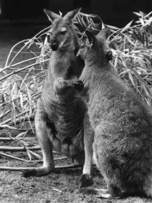 Framed Print : Bennetts Wallabies Framed Print : Bennetts Wallabies