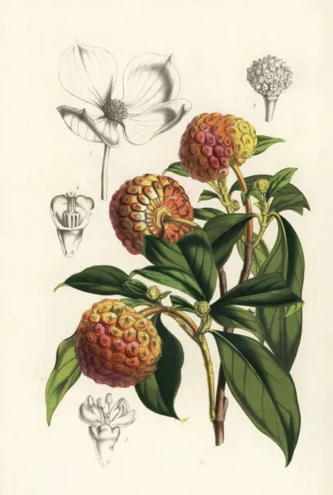 Framed Print : Benthams cornel, Cornus capitata Framed Print : Benthams cornel, Cornus capitata