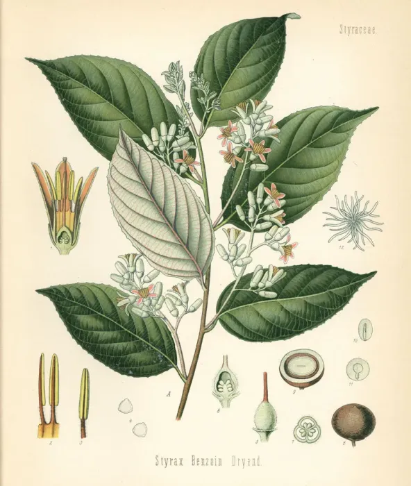 Framed Print : Benzoin tree, Styrax benzoin