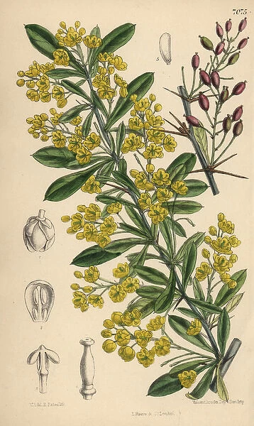 Berberis lycium, yellow flowered barberry shrub