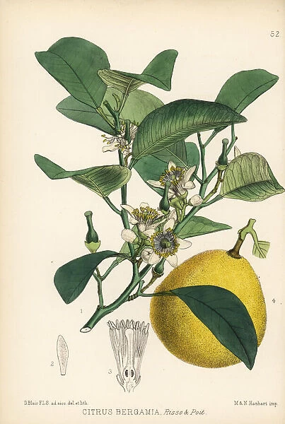 Bergamot lemon, Citrus limon