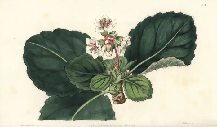 Framed Print : Bergenia ciliata Framed Print : Bergenia ciliata