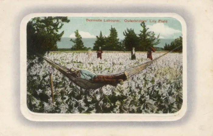 Framed Print : Bermuda Labourer - Outerbridges Lily Field Framed Print : Bermuda Labourer - Outerbridges Lily Field
