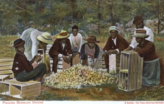 Framed Print : Bermuda - Packing Onions Framed Print : Bermuda - Packing Onions