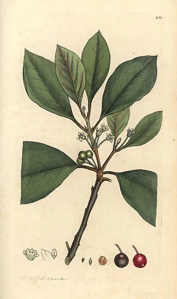 Berry-bearing alder tree, Frangula alnus