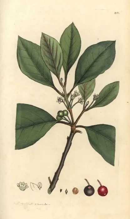 Framed Print : Berry-bearing alder tree, Frangula alnus Framed Print : Berry-bearing alder tree, Frangula alnus