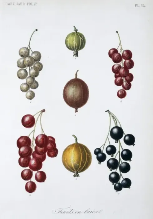 Framed Print : Berry Fruit Framed Print : Berry Fruit