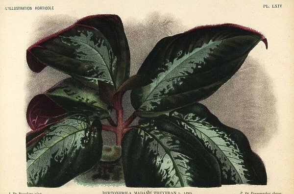 Bertolonia hybrid, Madame Treyeran