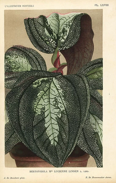 Bertolonia hybrid, Mlle. Lucienne Linden