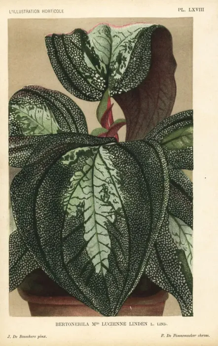 Framed Print : Bertolonia hybrid, Mlle. Lucienne Linden Framed Print : Bertolonia hybrid, Mlle. Lucienne Linden