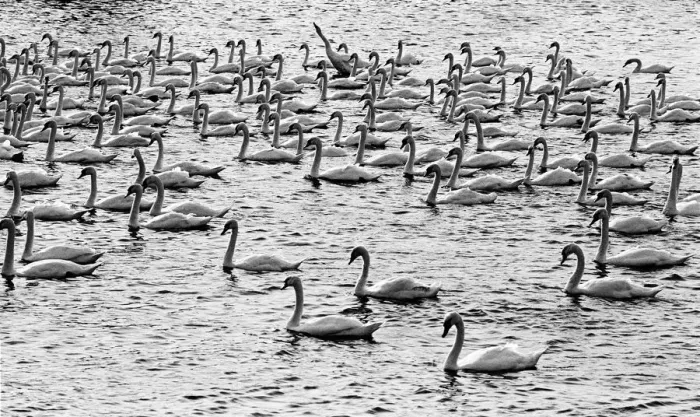 Framed Print : Berwick swans Framed Print : Berwick swans