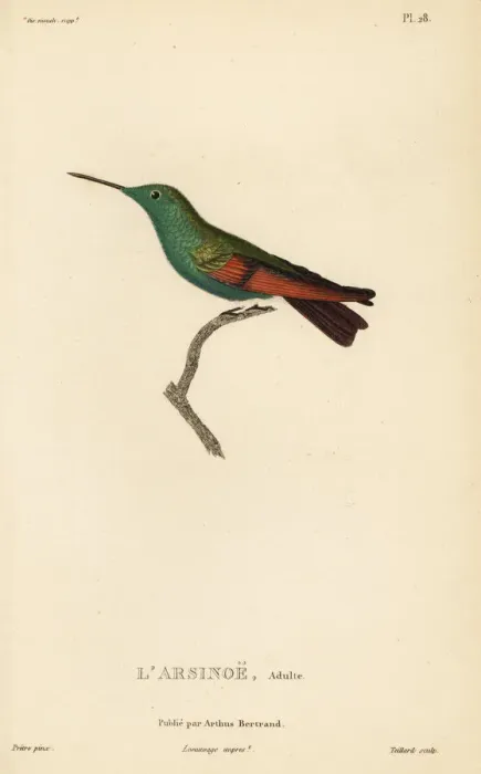 Framed Print : Berylline hummingbird, Amazilia beryllina. Adult male Framed Print : Berylline hummingbird, Amazilia beryllina. Adult male