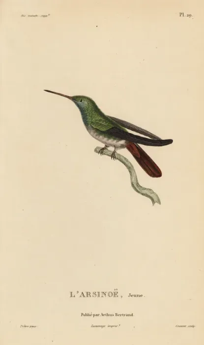 Framed Print : Berylline hummingbird, Amazilia beryllina. Juvenile Framed Print : Berylline hummingbird, Amazilia beryllina. Juvenile