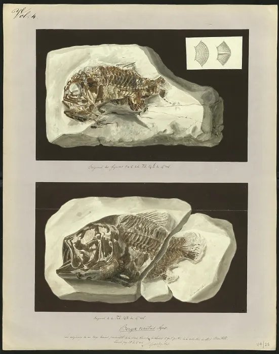 Framed Print : Beryx ornatus Agassiz Framed Print : Beryx ornatus Agassiz