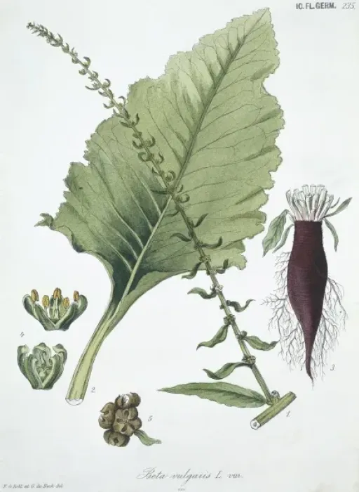 Framed Print : Beta vulgaris, common beet Framed Print : Beta vulgaris, common beet