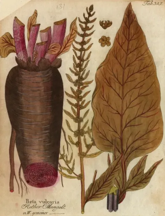 Framed Print : Beta vulgaris, spinach beet Framed Print : Beta vulgaris, spinach beet