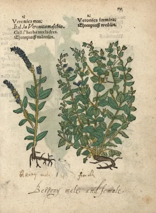 Framed Print : Betony, Stachys officinalis, male and female Framed Print : Betony, Stachys officinalis, male and female