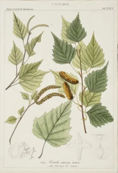 Framed Print : Betula odorata, birch Framed Print : Betula odorata, birch