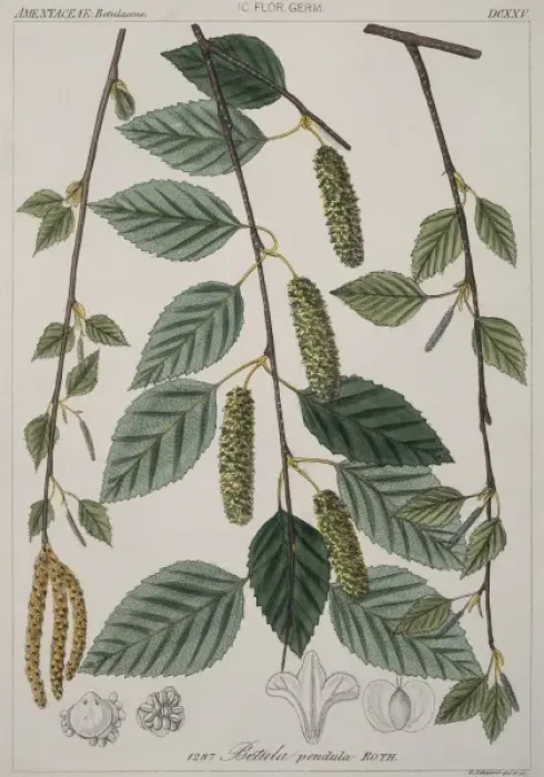 Framed Print : Betula verrucosa, silver birch Framed Print : Betula verrucosa, silver birch