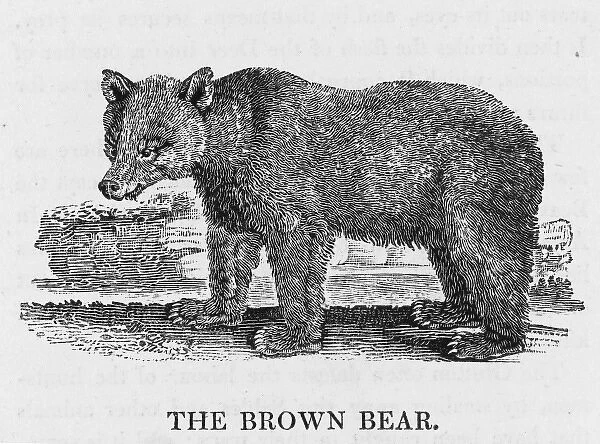 Bewick Brown Bear. Bewick deascibes the Brown Bear as a savage and solitary animal