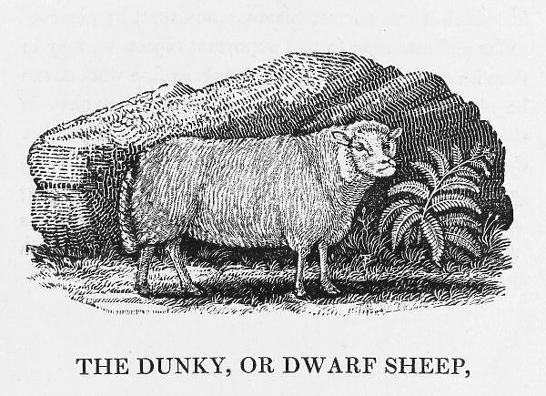 Bewick - Dunky Sheep