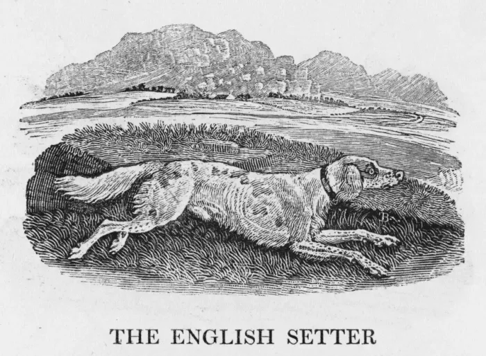 Framed Print : Bewick English Setter Framed Print : Bewick English Setter