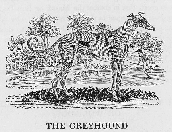 Bewick Greyhound