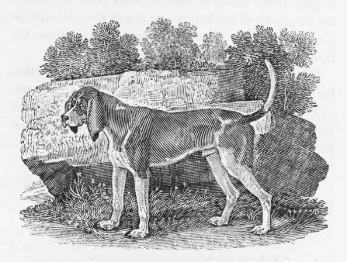 Framed Print : Bewick Hound Framed Print : Bewick Hound