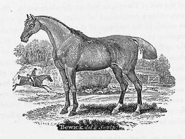 Bewick Hunter Horse