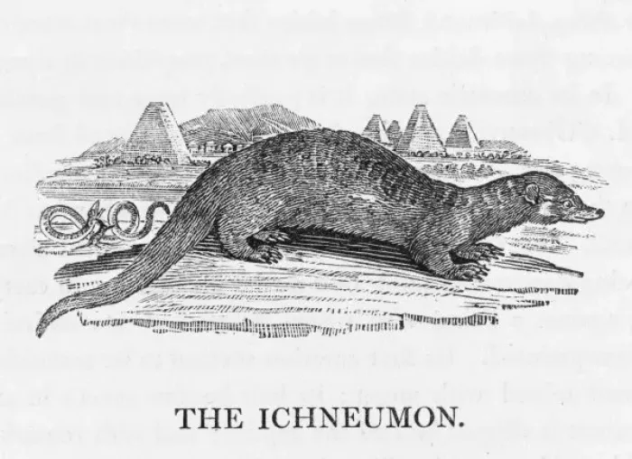 Framed Print : Bewick Ichneumon Framed Print : Bewick Ichneumon