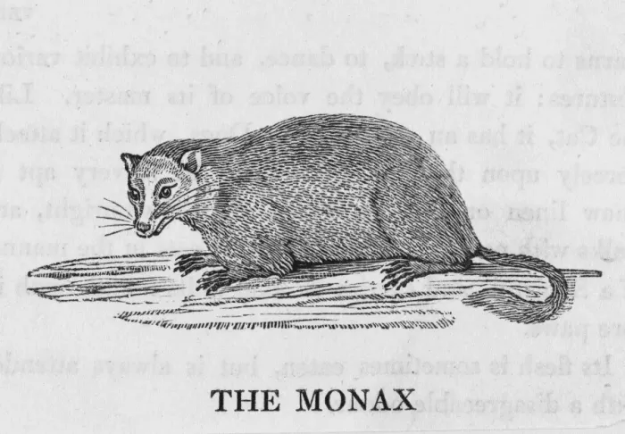 Framed Print : Bewick / Marmot Framed Print : Bewick / Marmot