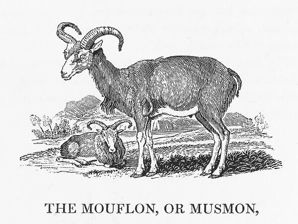 Bewick  /  Mouflon. Linnaeus considered the mouflon a goat 